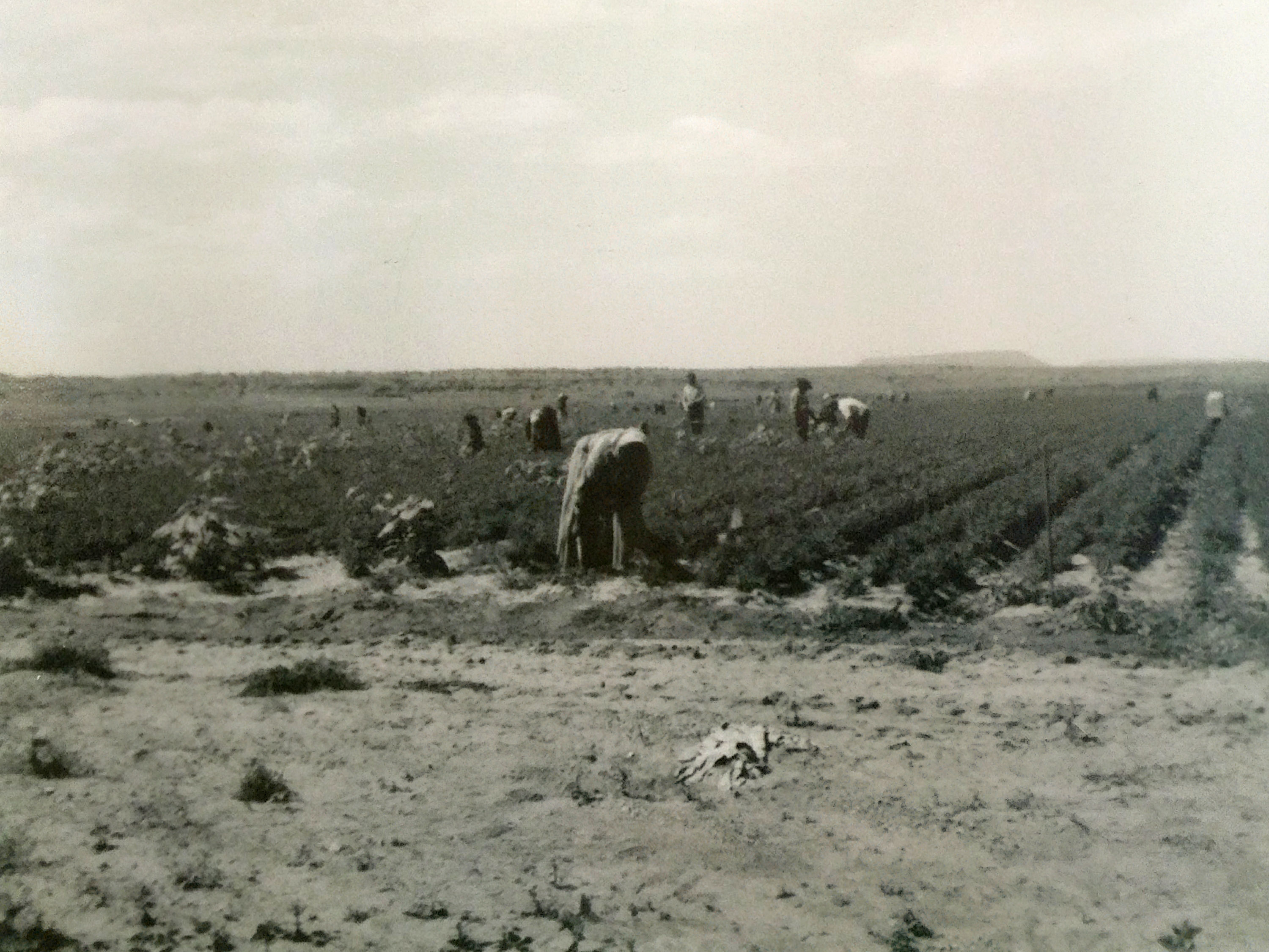 Carrot Fields Milan Ranch 1954
